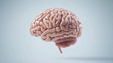 Human Brain Anatomy Illustration