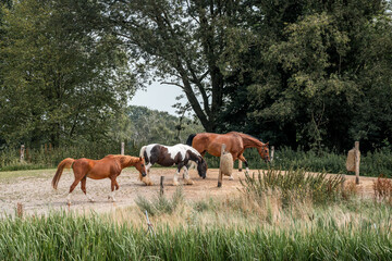 horse equine natural habitat behaviour pony animal farm paddock paradise 