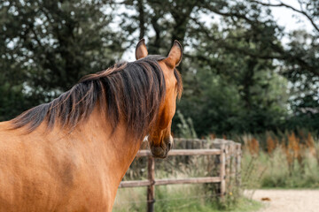 horse equine natural habitat behaviour pony animal farm paddock paradise 
