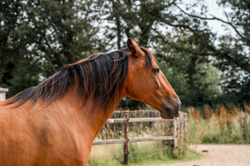 Obraz premium horse equine natural habitat behaviour pony animal farm paddock paradise 