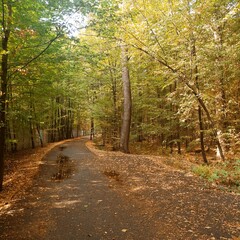 Obraz premium rain road in the forest autumn 