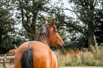 Obraz premium horse equine natural habitat behaviour pony animal farm paddock paradise 