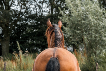 horse equine natural habitat behaviour pony animal farm paddock paradise 