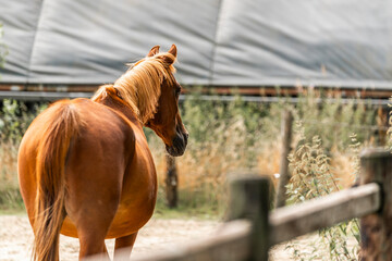 horse equine natural habitat behaviour pony animal farm paddock paradise 