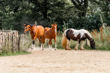 horse equine natural habitat behaviour pony animal farm paddock paradise 