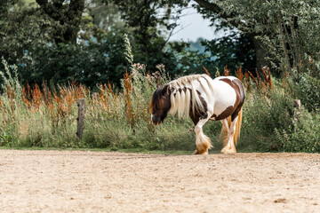 horse equine natural habitat behaviour pony animal farm paddock paradise 