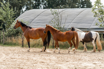 horse equine natural habitat behaviour pony animal farm paddock paradise 