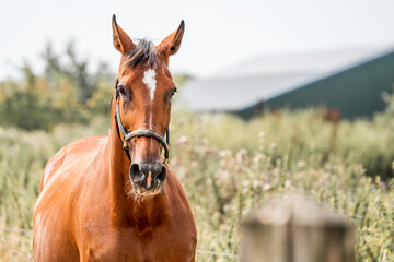 Fototapeta premium horse equine natural habitat behaviour pony animal farm paddock paradise 