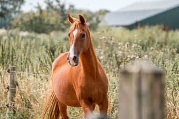 Obraz premium horse equine natural habitat behaviour pony animal farm paddock paradise 