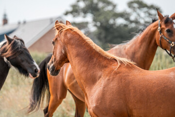 horse equine natural habitat behaviour pony animal farm paddock paradise 