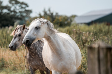 Obraz premium horse equine in natural habitat environment pony 