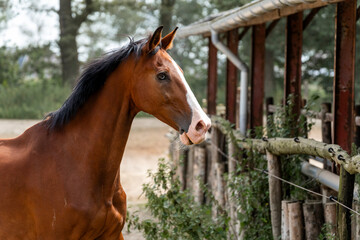 Naklejka premium horse equine in natural habitat environment pony 