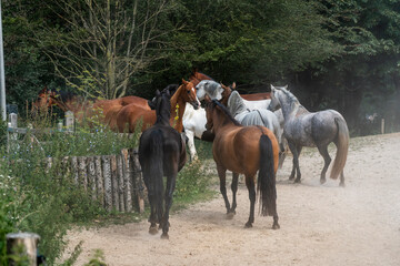 horse equine in natural habitat environment pony 