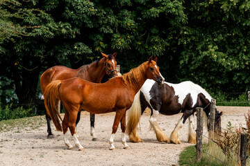 Obraz premium horse equine in natural habitat environment pony 