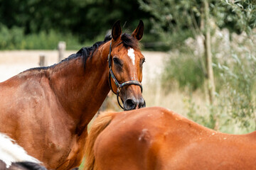 Obraz premium horse equine in natural habitat environment pony 