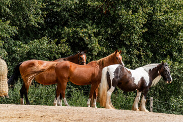 horse equine behaviour living environment pretty summer green natural