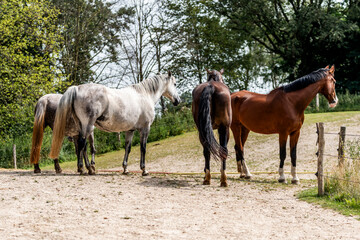 Obraz premium horse equine behaviour living environment pretty summer green natural