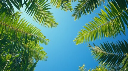 Fototapeta premium Tropical Palm Leaves Framing Clear Blue Sky in Sunny Day