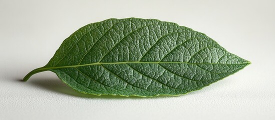 Obraz premium Green watermelon leaf on a white background showcasing its texture and vibrant color, ideal for botanical or agricultural themes.