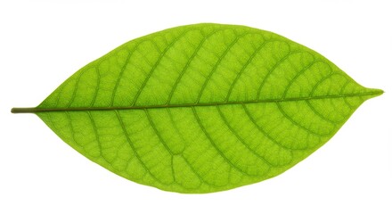 Obraz premium green leaf isolated on white