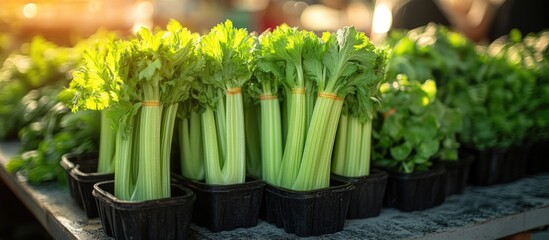 Obraz premium Fresh celery and herbs displayed at a market showcasing healthy green vegetables in vibrant sunlight.