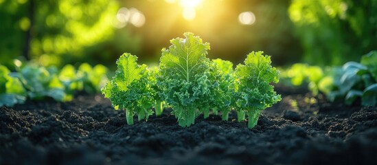 Vibrant Chinese Kale Growing in a Sunlit Garden Bed with Lush Vegetation Surrounding it