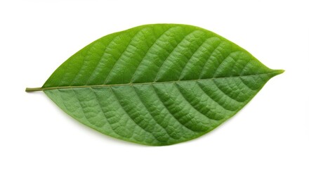 Obraz premium green leaf isolated on white