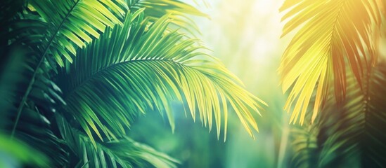 Obraz premium Vibrant sunlight filtering through lush green and yellow palm leaves in a tropical atmosphere creating a serene nature backdrop.