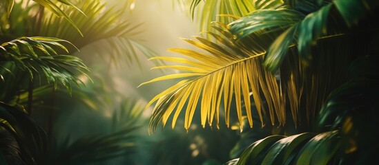 Naklejka premium Lush green and golden yellow palm leaves illuminated by soft sunlight in a tropical forest setting