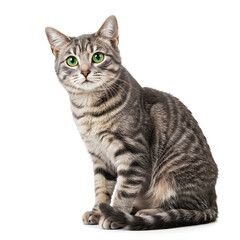 Fototapeta premium Gray Tabby Cat with Green Eyes Sitting Isolated