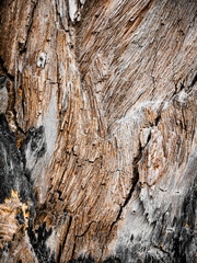 Old wooden tree texture background with natural cracks pattern.