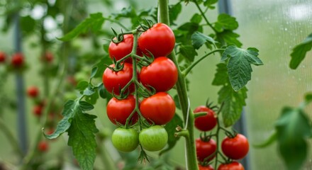 Obraz premium close-up of red, yellow and green tomato fruit plants