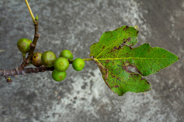 Young Figs fruit (Ficus carica) on Branch - Fruit Full of Benefits