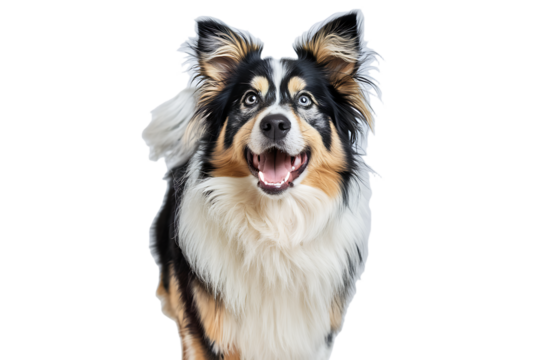 Beautiful happy Dog isolated on white transparent PNG background