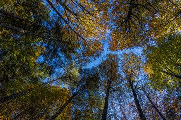 Upward view of a forest canopy with autumn leaves in vibrant colors against a bright blue sky