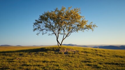 A solitary tree stands on a grassy hill under a clear blue sky.