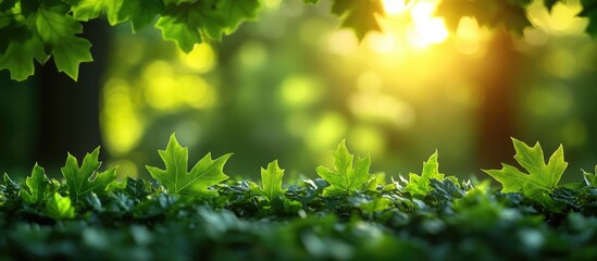 Obraz premium Summer Green Maple Leaves Background Ideal for Borders Frames and Wallpapers