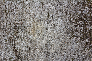 Black Stain of Dry Moss or Lichen on Rough Textured Plaster Concrete