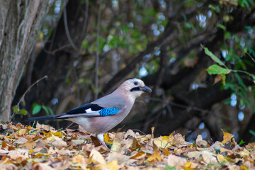 Jay bird in autumn