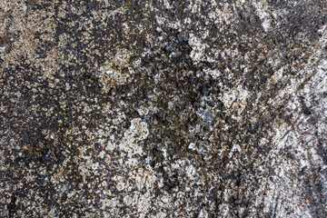 Black Stain of Dry Moss or Lichen on Rough Textured Plaster Concrete