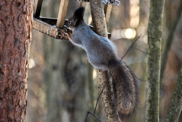 Naklejka premium squirrel on the tree