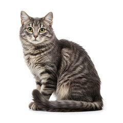 Fototapeta premium Cute Gray Tabby Cat Sitting Isolated on White Background