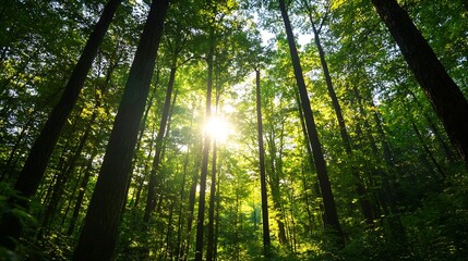 Fototapeta premium Majestic view of tall trees in a lush green forest with sunlight streaming through leaves creating a vibrant scene : Generative AI