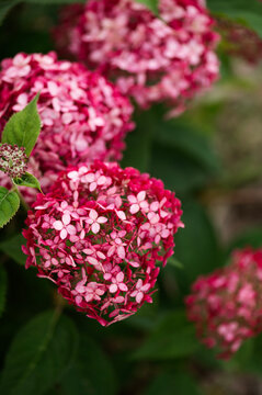 close up of hydrangea arborescens "ruby annabelle" blooming in summer garden