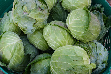 Fototapeta premium Home grown cabbage in basket which grew with compost and natural care to serve as family food.