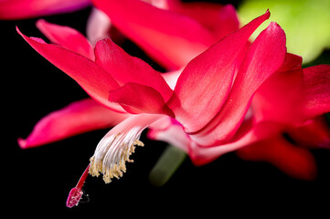 Vibrant Blooming Christmas Cactus black background