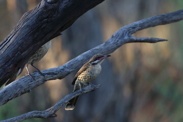 spiny cheecked honeyeater