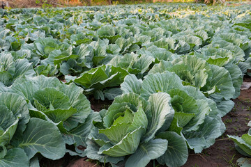 Cabbage closeup. freshly growing cabbage field, cabbage harvest concept.
