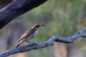 spiny cheecked honeyeater