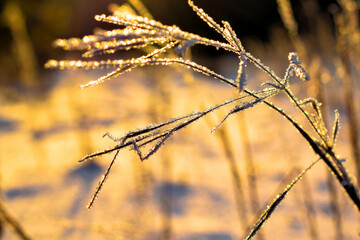 frosty grass glowing in golden sunset